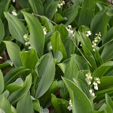 Attēlu rezultāti vaicājumam “Convallaria majalis leaf”