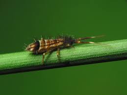 Attēlu rezultāti vaicājumam “Orchesella flavescens”