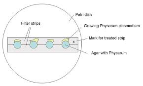 Attēlu rezultāti vaicājumam “Physarum nitens plasmodium”