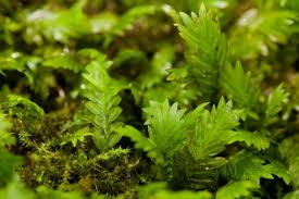 Attēlu rezultāti vaicājumam “Fissidens”