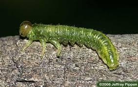 Attēlu rezultāti vaicājumam “Diprionidae”