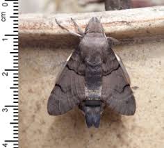 Attēlu rezultāti vaicājumam “Craniophora ligustri larva”