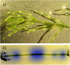 Attēlu rezultāti vaicājumam “Nitella flexilis”
