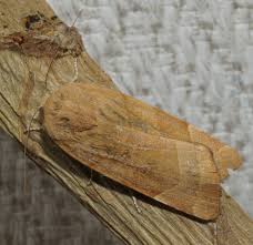 Attēlu rezultāti vaicājumam “Noctua fimbriata”