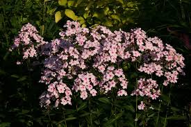 Image result for Phlox paniculata `Bright Eyes`