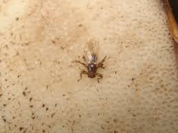 Attēlu rezultāti vaicājumam “Lipoptena cervi”