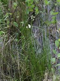 Attēlu rezultāti vaicājumam “Cardamine pratensis flower”