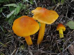Attēlu rezultāti vaicājumam “Hygrocybe acutoconica”