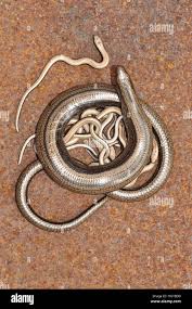 Attēlu rezultāti vaicājumam “Anguis fragilis”