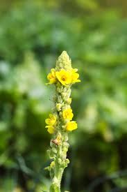 Attēlu rezultāti vaicājumam “Verbascum thapsus bud”