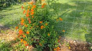 Attēlu rezultāti vaicājumam “Chenopodium acerifolium flower”