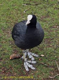 Attēlu rezultāti vaicājumam “Fulica atra”