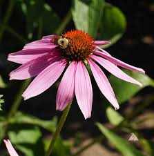 Image result for Echinacea purpurea