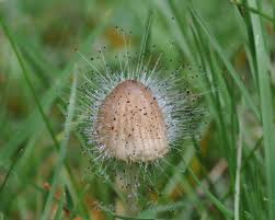 Attēlu rezultāti vaicājumam “Spinellus fusiger”