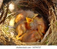 Attēlu rezultāti vaicājumam “Muscicapa striata nest”