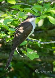 Image result for Coccyzus erythropthalmus