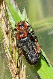 Attēlu rezultāti vaicājumam “Cantharis rustica imago”