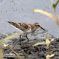 Image result for Calidris minutilla