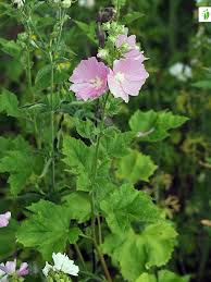 Image result for Lavatera thuringiaca