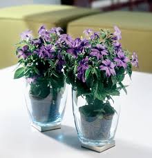 Image result for Browallia speciosa