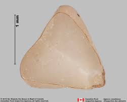 Attēlu rezultāti vaicājumam “Fallopia convolvulus fruit”