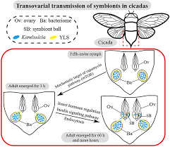 Attēlu rezultāti vaicājumam “Aleurochiton aceris nymph”