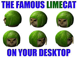 Image result for limecat