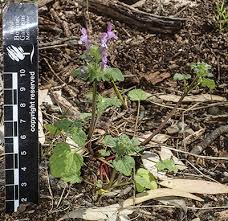 Attēlu rezultāti vaicājumam “Lamium amplexicaule leaf”