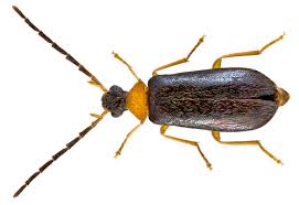 Attēlu rezultāti vaicājumam “Xylita laevigata”