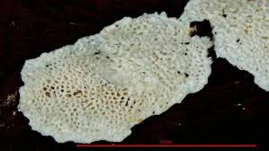 Attēlu rezultāti vaicājumam “Postia guttulata”