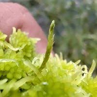 Attēlu rezultāti vaicājumam “Straminergon stramineum”