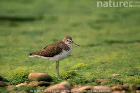 Attēlu rezultāti vaicājumam “Tringa ochropus”