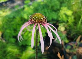 Image result for Echinacea pallida
