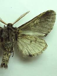 Attēlu rezultāti vaicājumam “Diloba caeruleocephala larva”