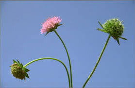 Attēlu rezultāti vaicājumam “Knautia arvensis fruit”