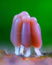 Attēlu rezultāti vaicājumam “Stemonitis fusca var. nigrescens”