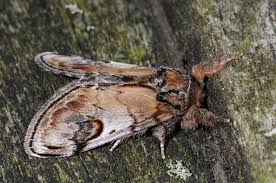 Attēlu rezultāti vaicājumam “Notodonta ziczac”