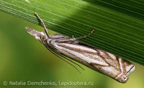 Attēlu rezultāti vaicājumam “Crambus heringiellus”