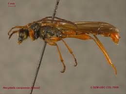 Attēlu rezultāti vaicājumam “Necydalis major”