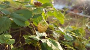 Attēlu rezultāti vaicājumam “Fragaria vesca fruit”