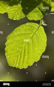 Attēlu rezultāti vaicājumam “Alnus incana leaf”