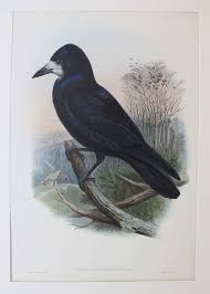 Attēlu rezultāti vaicājumam “Corvus frugilegus”