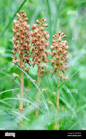 Attēlu rezultāti vaicājumam “Neottia nidus-avis flower”