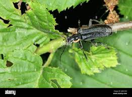 Attēlu rezultāti vaicājumam “Cantharis obscura”