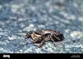 Attēlu rezultāti vaicājumam “Salticus sp.”