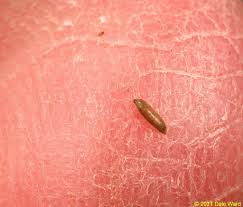 Attēlu rezultāti vaicājumam “Retinia resinella pupa”