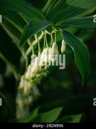 Attēlu rezultāti vaicājumam “Polygonatum odoratum bud”