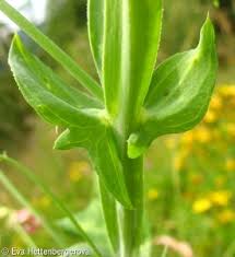 Attēlu rezultāti vaicājumam “Lathyrus sylvestris bud”