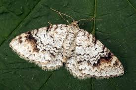 Attēlu rezultāti vaicājumam “Venusia blomeri”