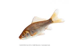 Attēlu rezultāti vaicājumam “Carassius auratus”